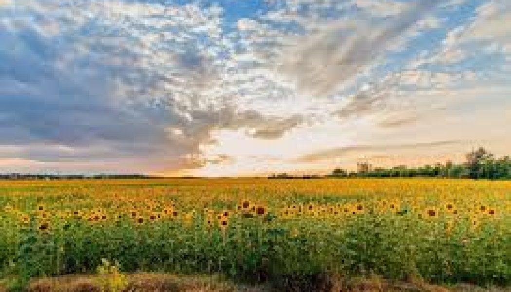 Litha History – Celebrating the Summer Solstice