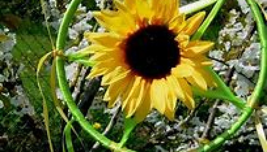 Summer Solstice Rites and Rituals for a Hedgewitch