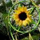 Summer Solstice Rites and Rituals for a Hedgewitch