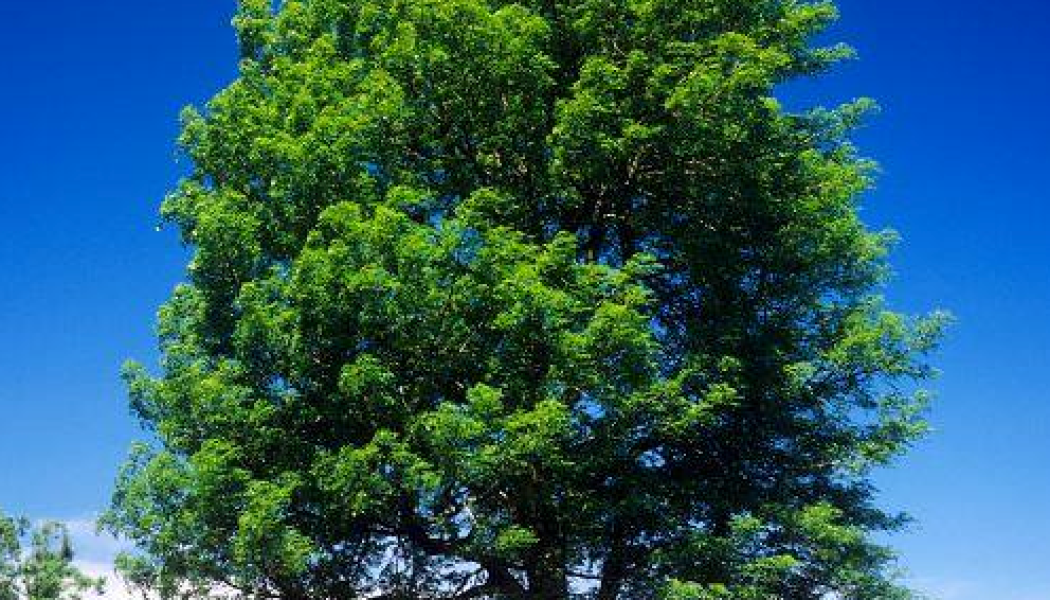 The Magick of Ash