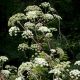 Angelica Tea