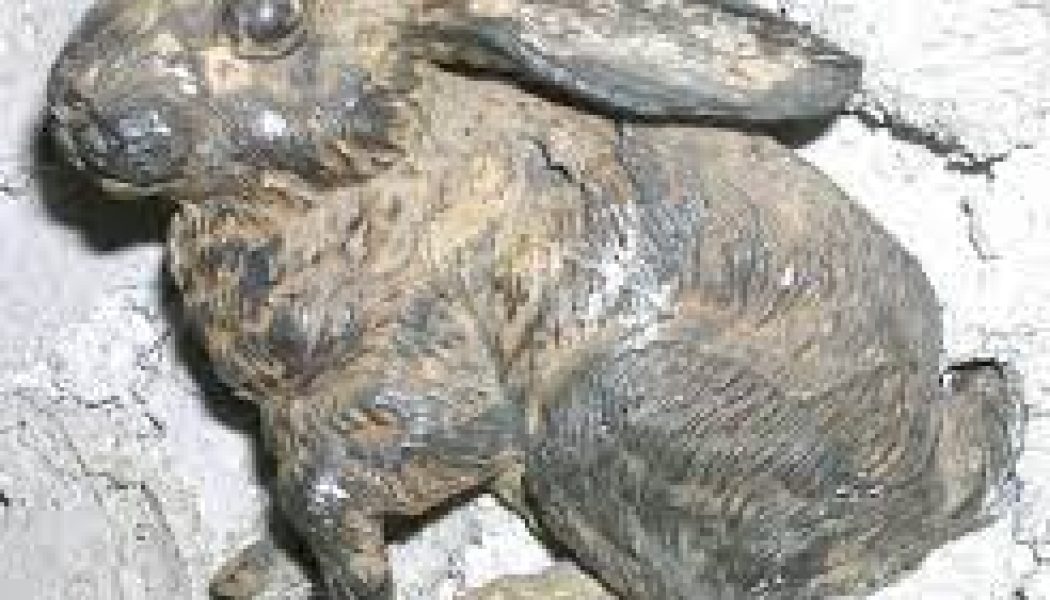 Hare
