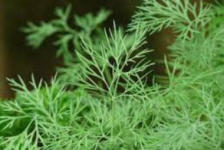 Dill