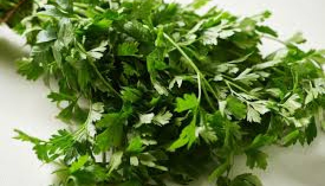 Parsley Health Benefits and Therapeutic Uses: