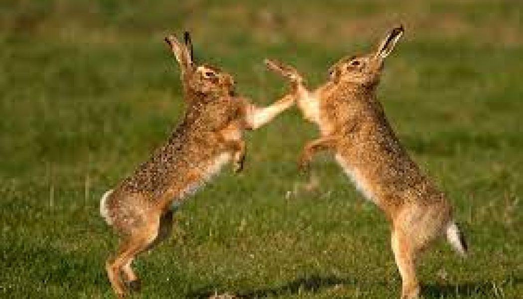 Hares