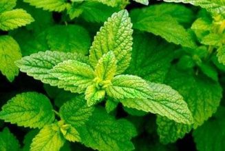 Balm of Gilead