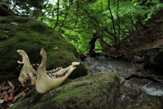 Blessing and Consecration for Found Bones (or Other Natural Material)