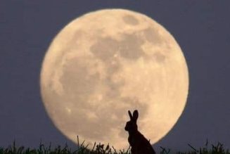 Rabbits & Hares in Magick