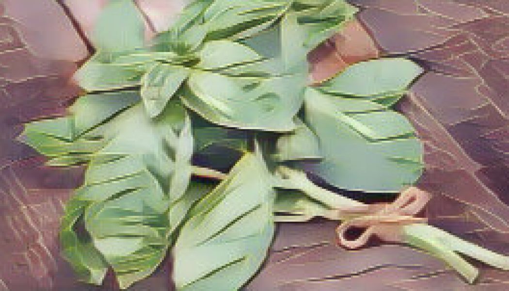 Ingredients for a Kitchen Witch: Basil – Protection