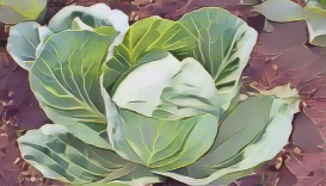 Ingredients for a Kitchen Witch: Cabbage – Luck