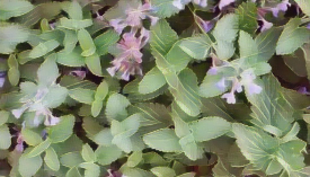Ingredients for a Kitchen Witch: Catnip – Happiness