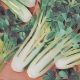 Ingredients for a Kitchen Witch: Celery – Mental Powers