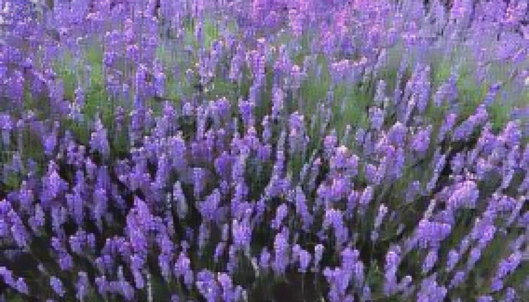 Ingredients for a Kitchen Witch: Lavender – Peace