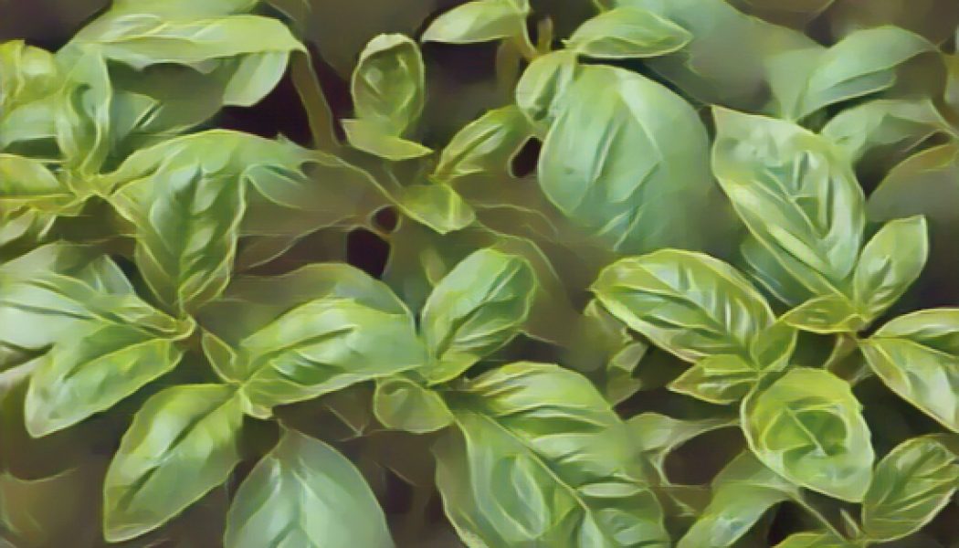 Kitchen Herbs for Witches: Basil