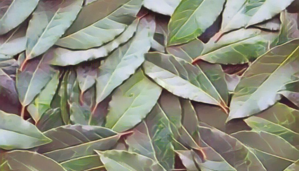 Kitchen Herbs for Witches: Bay 