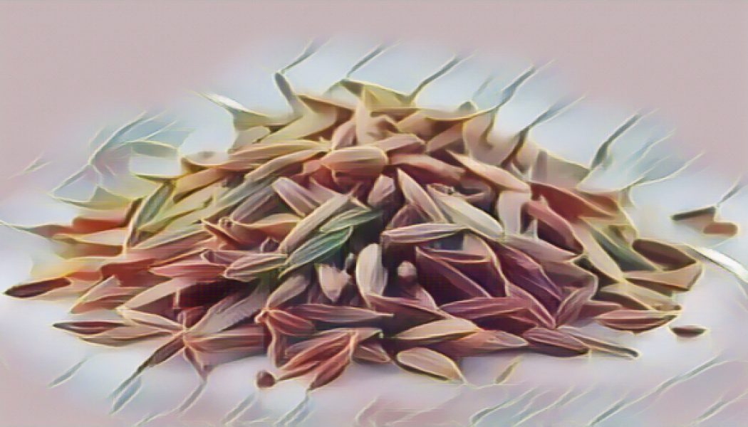 Kitchen Herbs for Witches: Caraway