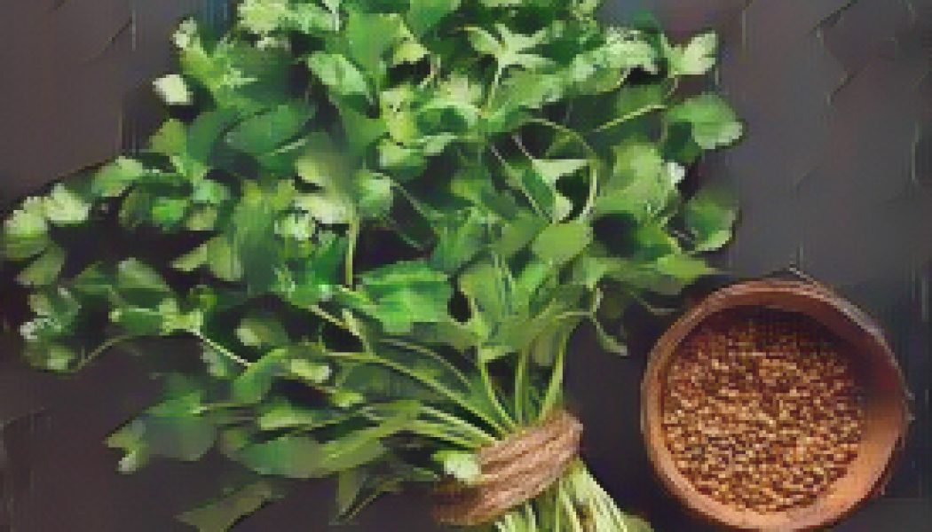 Kitchen Herbs for Witches: Coriander