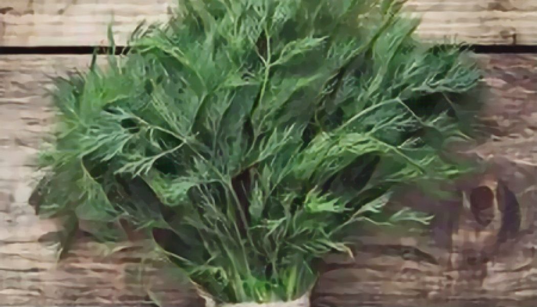 Kitchen Herbs for Witches: Dill  