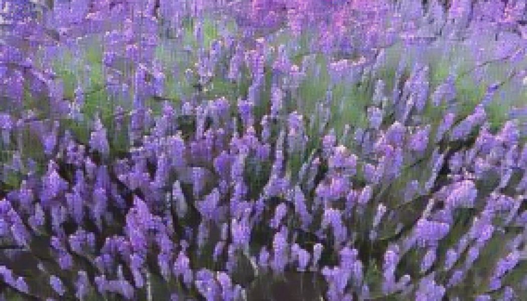Kitchen Herbs for Witches: Lavender