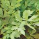 Kitchen Herbs for Witches: Lovage