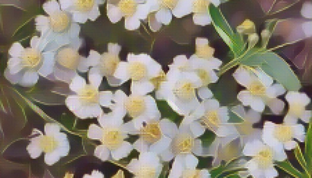 Kitchen Herbs for Witches: Mace
