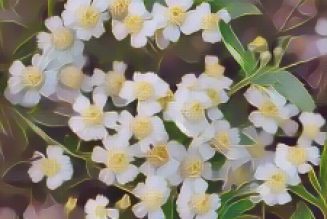 Kitchen Herbs for Witches: Mace