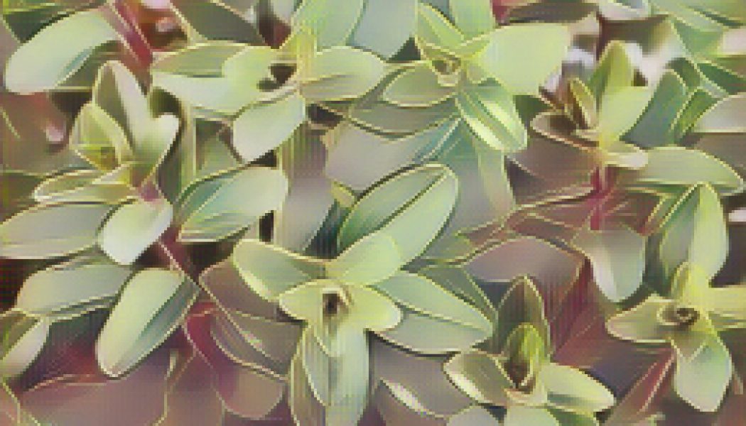 Kitchen Herbs for Witches: Marjoram