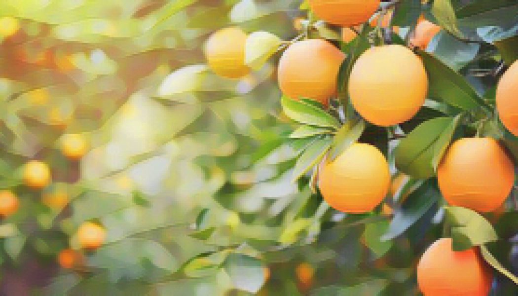 Ingredients for a Kitchen Witch: Orange – Divination