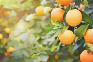 Ingredients for a Kitchen Witch: Orange – Divination