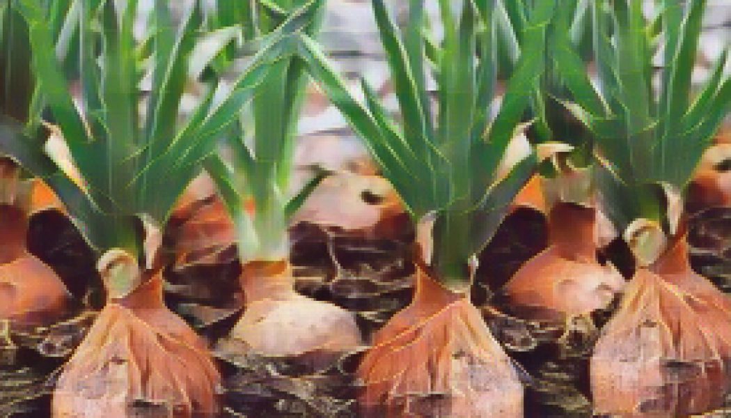 Kitchen Herbs for Witches: Onion