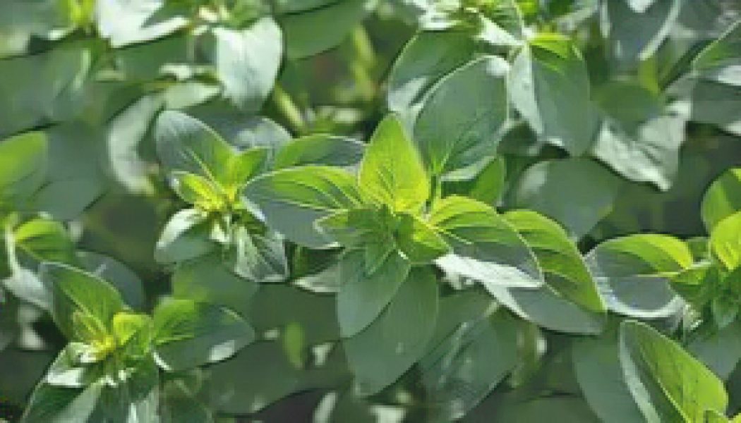 Kitchen Herbs for Witches: Oregano  