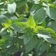 Kitchen Herbs for Witches: Oregano  