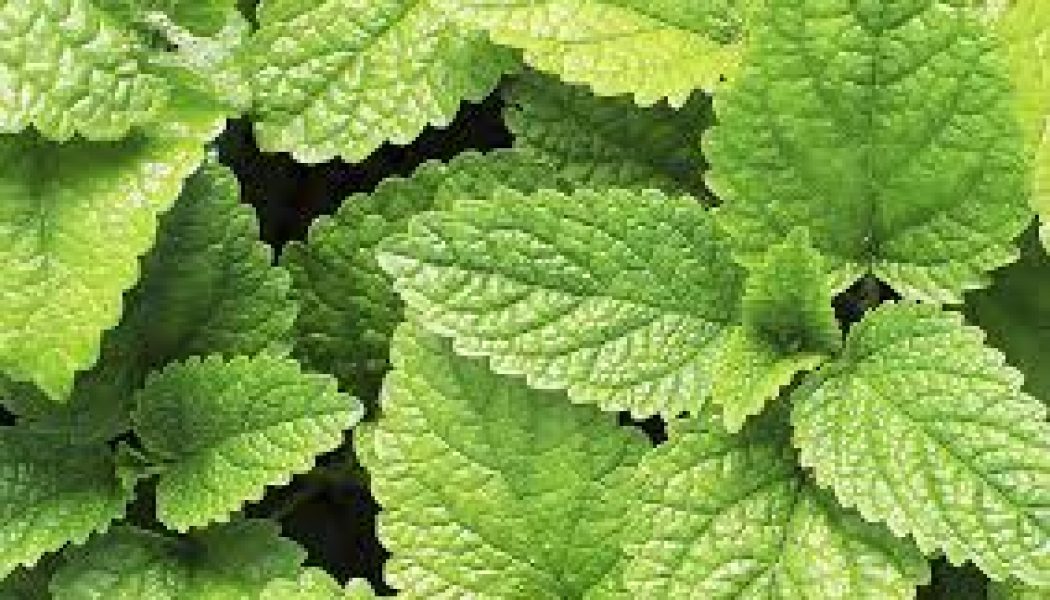 Kitchen Herbs for Witches: Peppermint