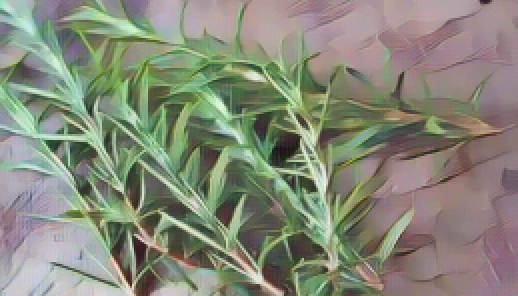 Ingredients for a Kitchen Witch: Rosemary – Purification