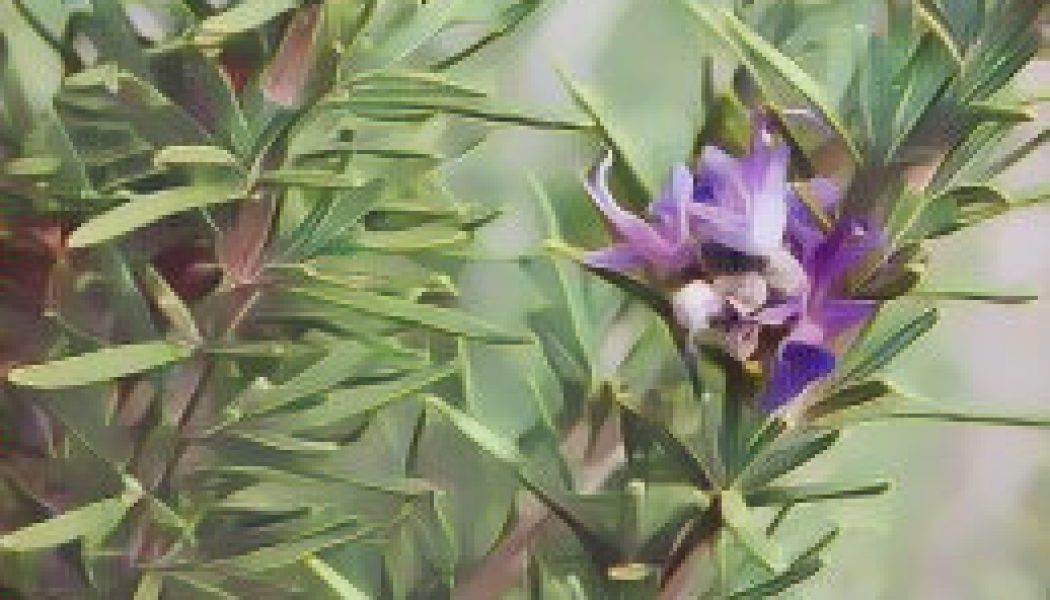 Kitchen Herbs for Witches: Rosemary