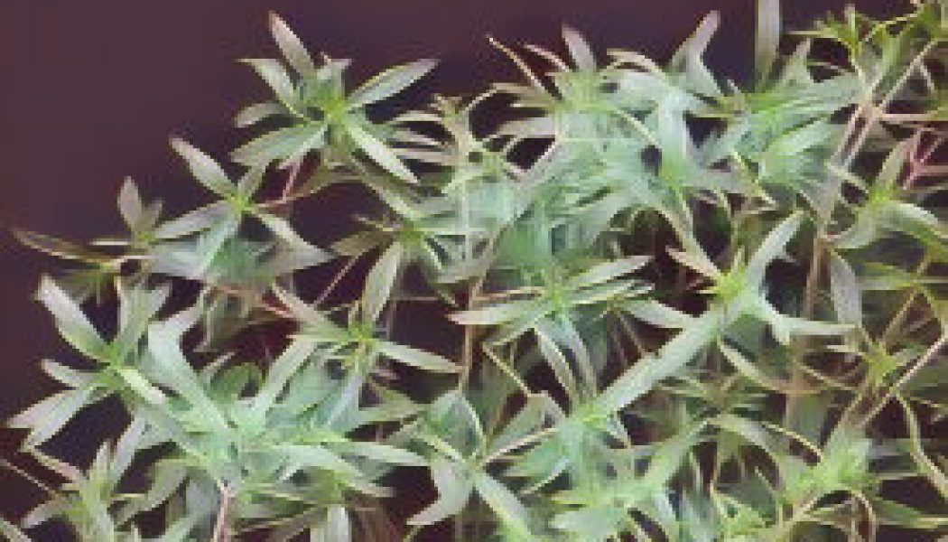 Kitchen Herbs for Witches: Savory
