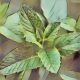Kitchen Herbs for Witches: Spearmint  