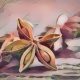 Kitchen Herbs for Witches: Star Anise 