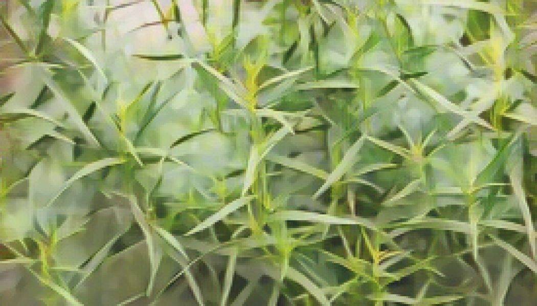 Kitchen Herbs for Witches: Tarragon