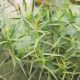 Kitchen Herbs for Witches: Tarragon