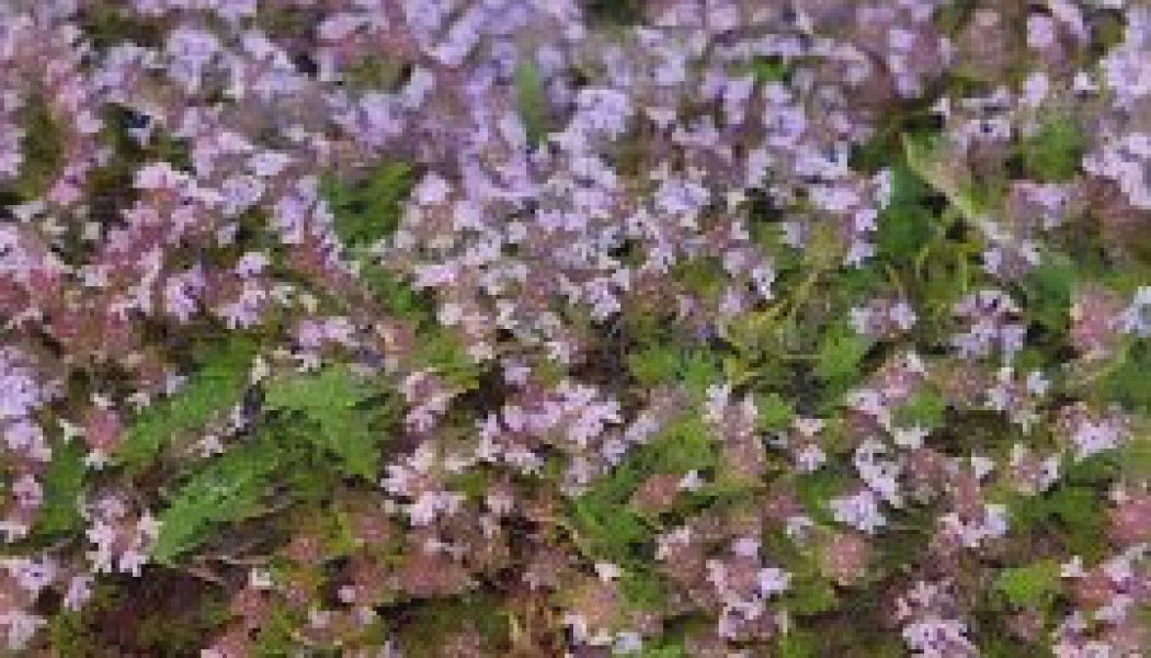 Kitchen Herbs for Witches: Thyme