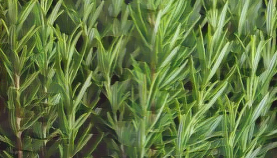 Rosemary