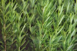 Rosemary: Cultivation