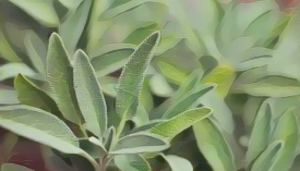 Kitchen Herbs for Witches: Sage  